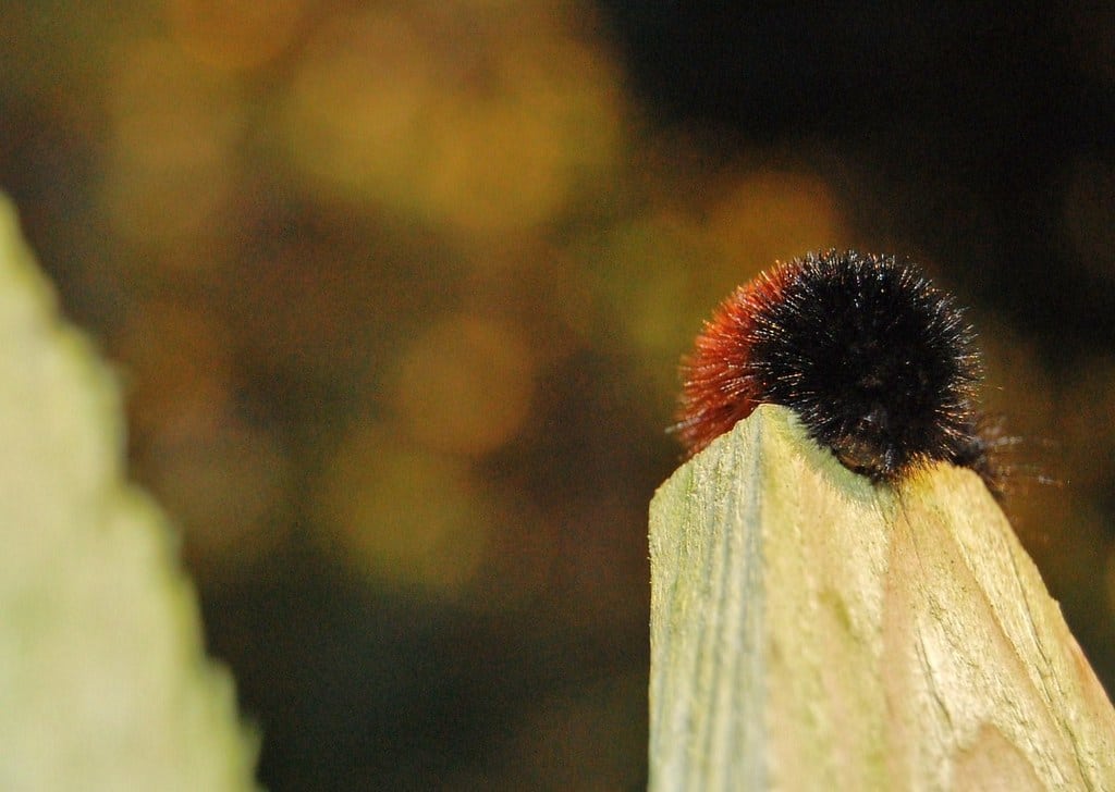 Banded Woollybear Caterpillar - types of caterpillars in colorado