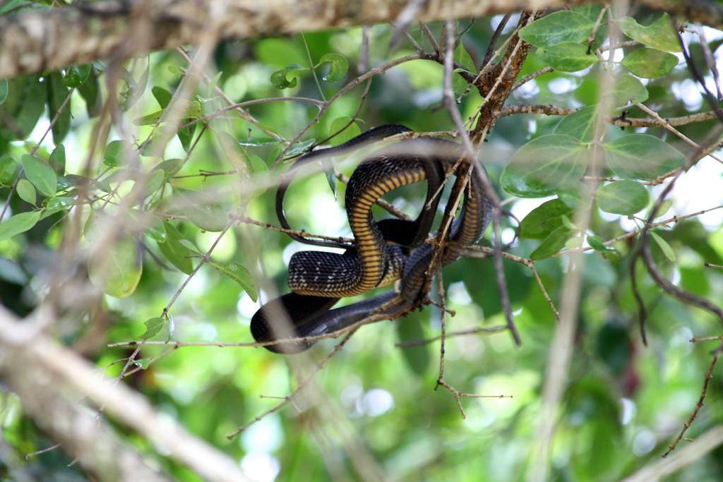 Blanding's Tree Snake