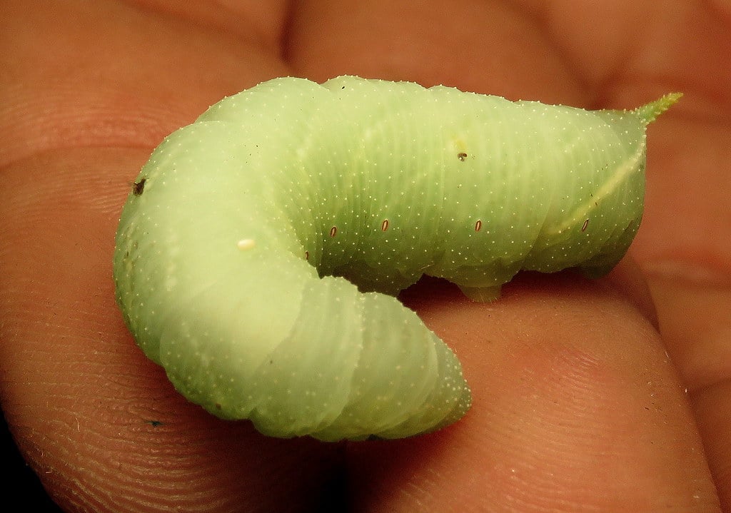 Blinded Sphinx Moth Caterpillar - types of caterpillars in colorado