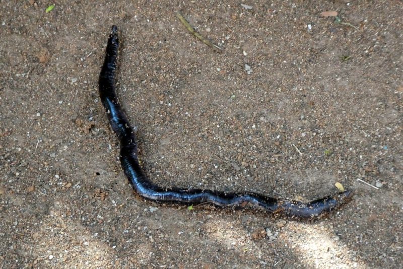 14 different types of snakes in georgia