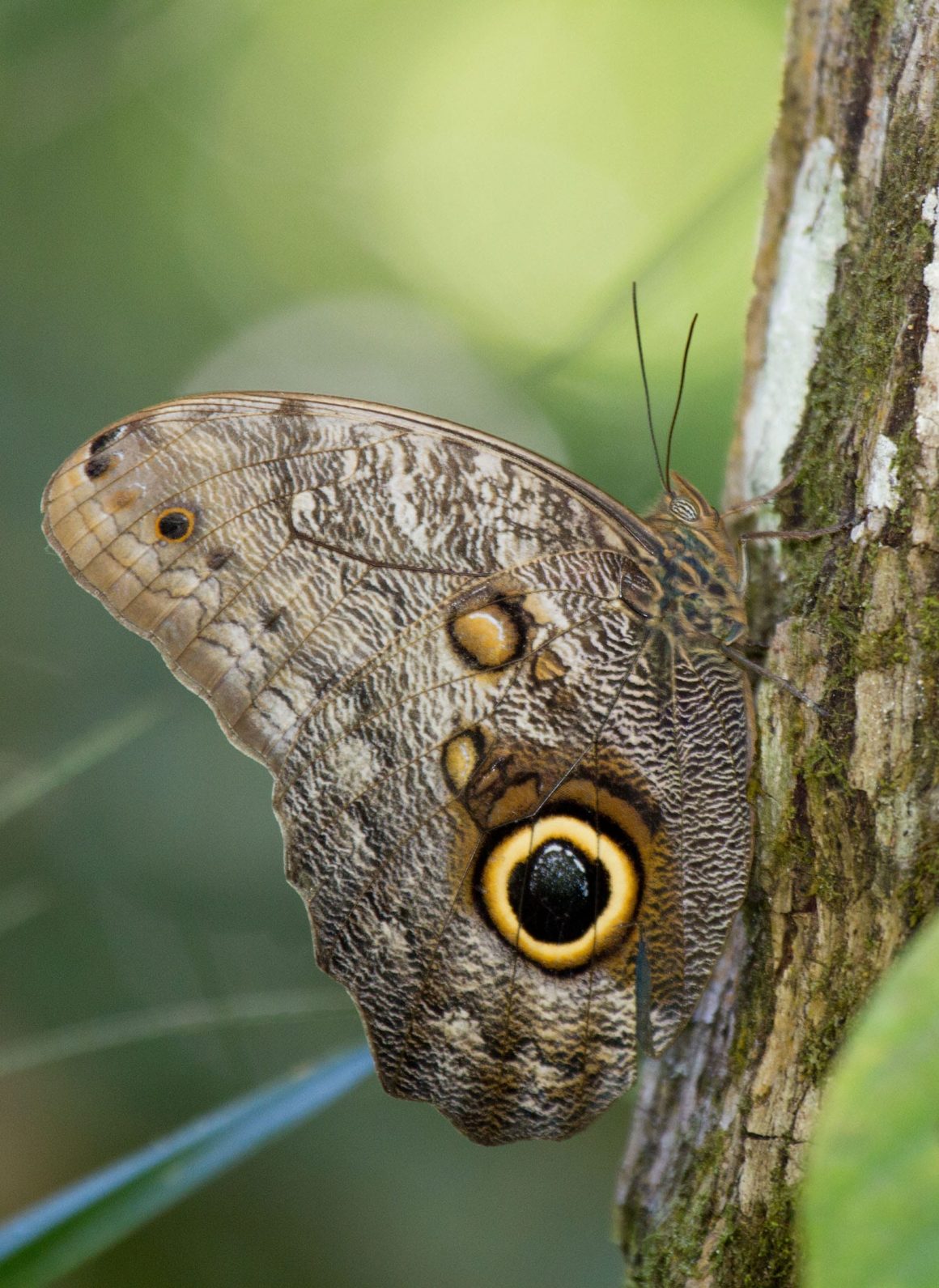 Insects In Brazil 21 Types of Insects in the Amazon Rainforest