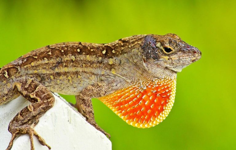 16 Different Types of Lizards in Florida (With Pictures)