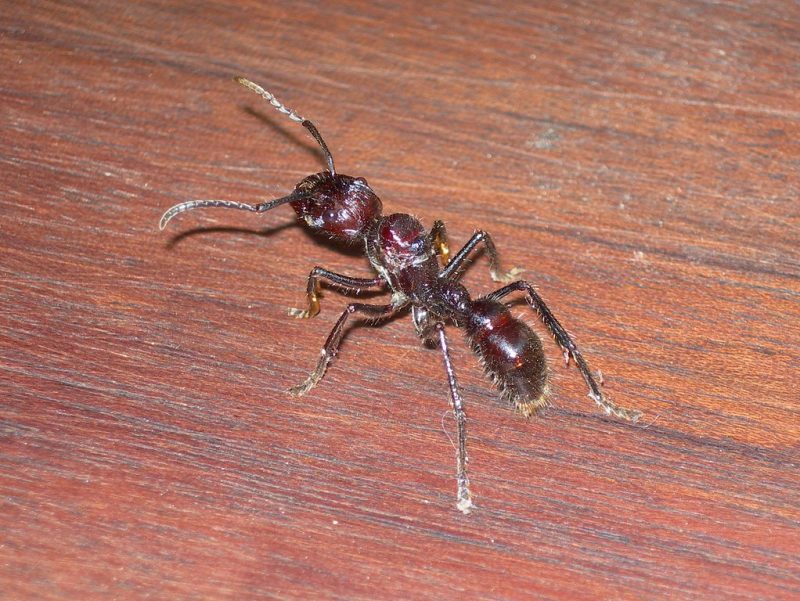 Bullet Insect 21 Types of Insects in the Amazon Rainforest