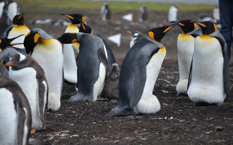 Can Penguins Crossbreed
