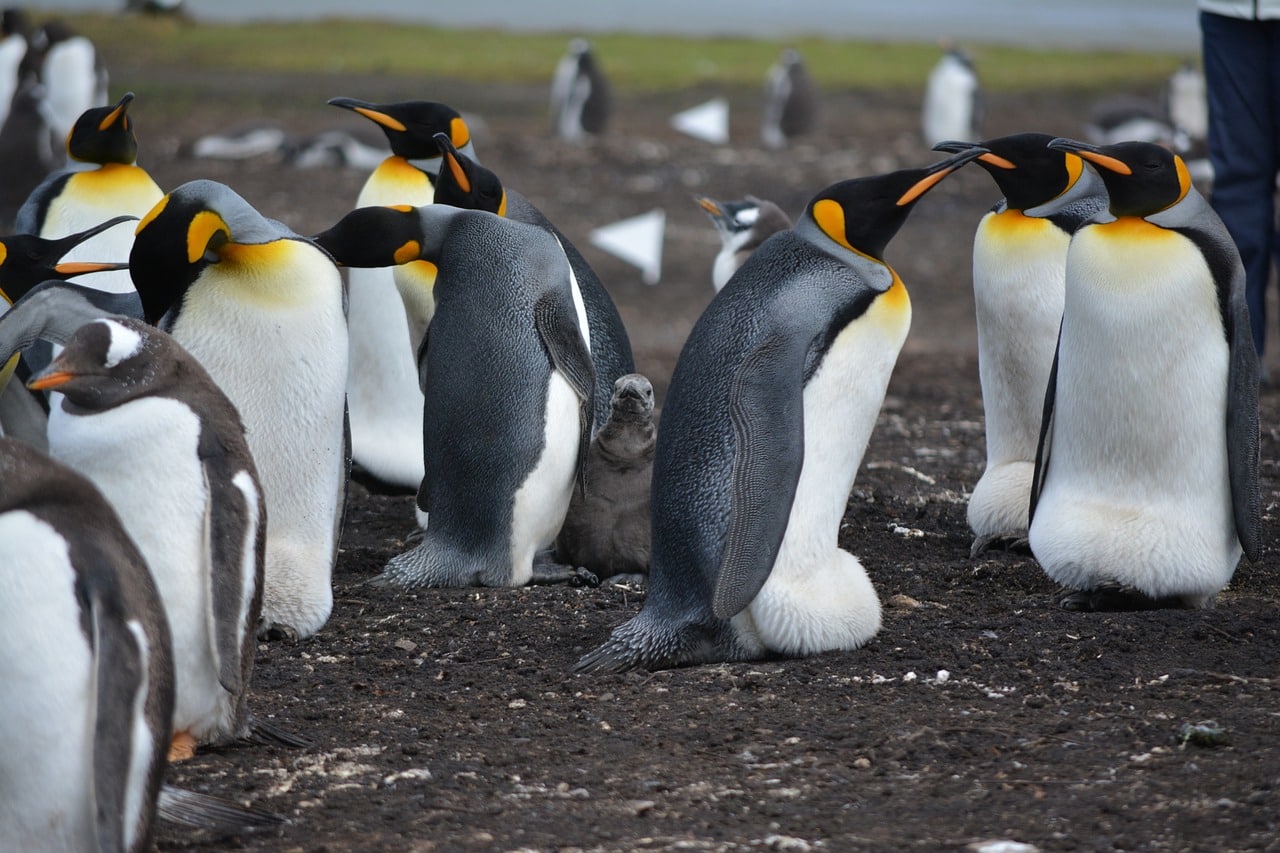 Can Penguins Crossbreed?