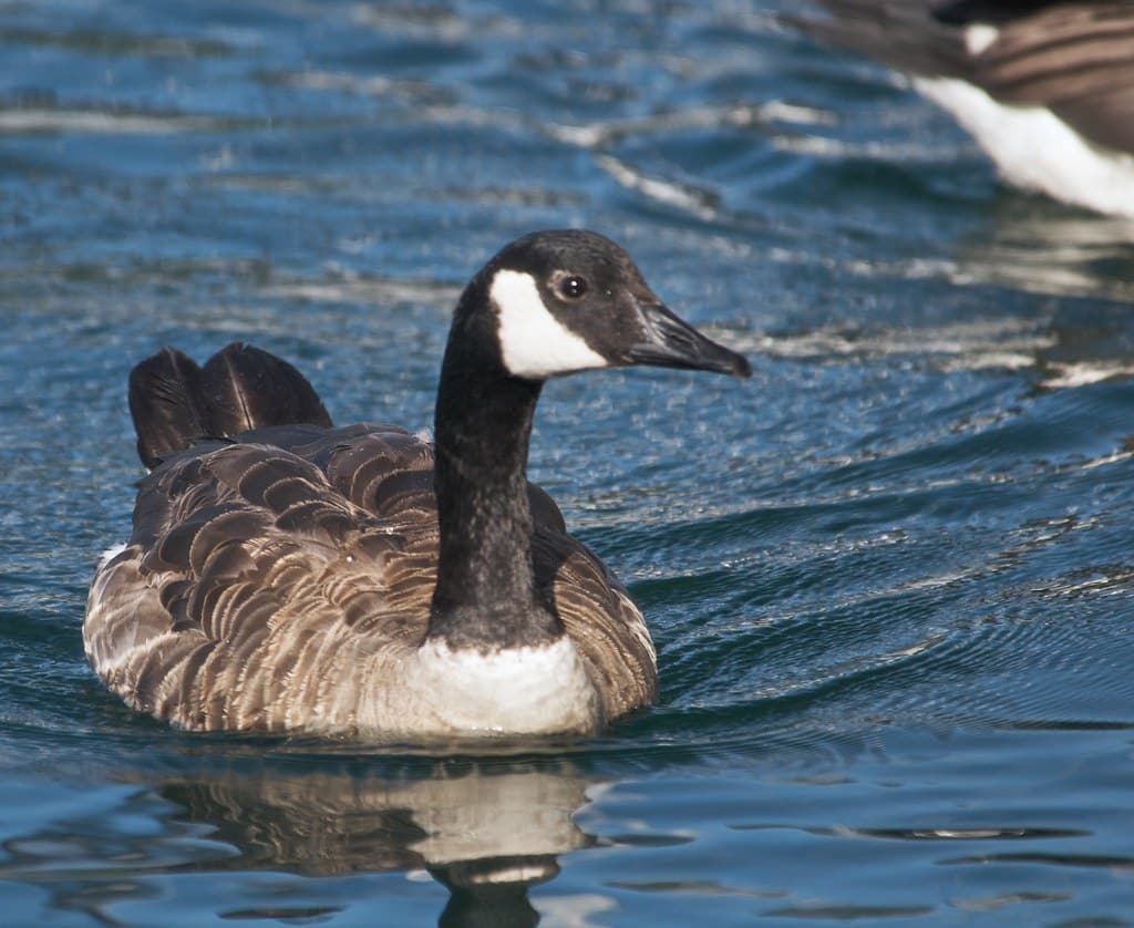 Canada Goose