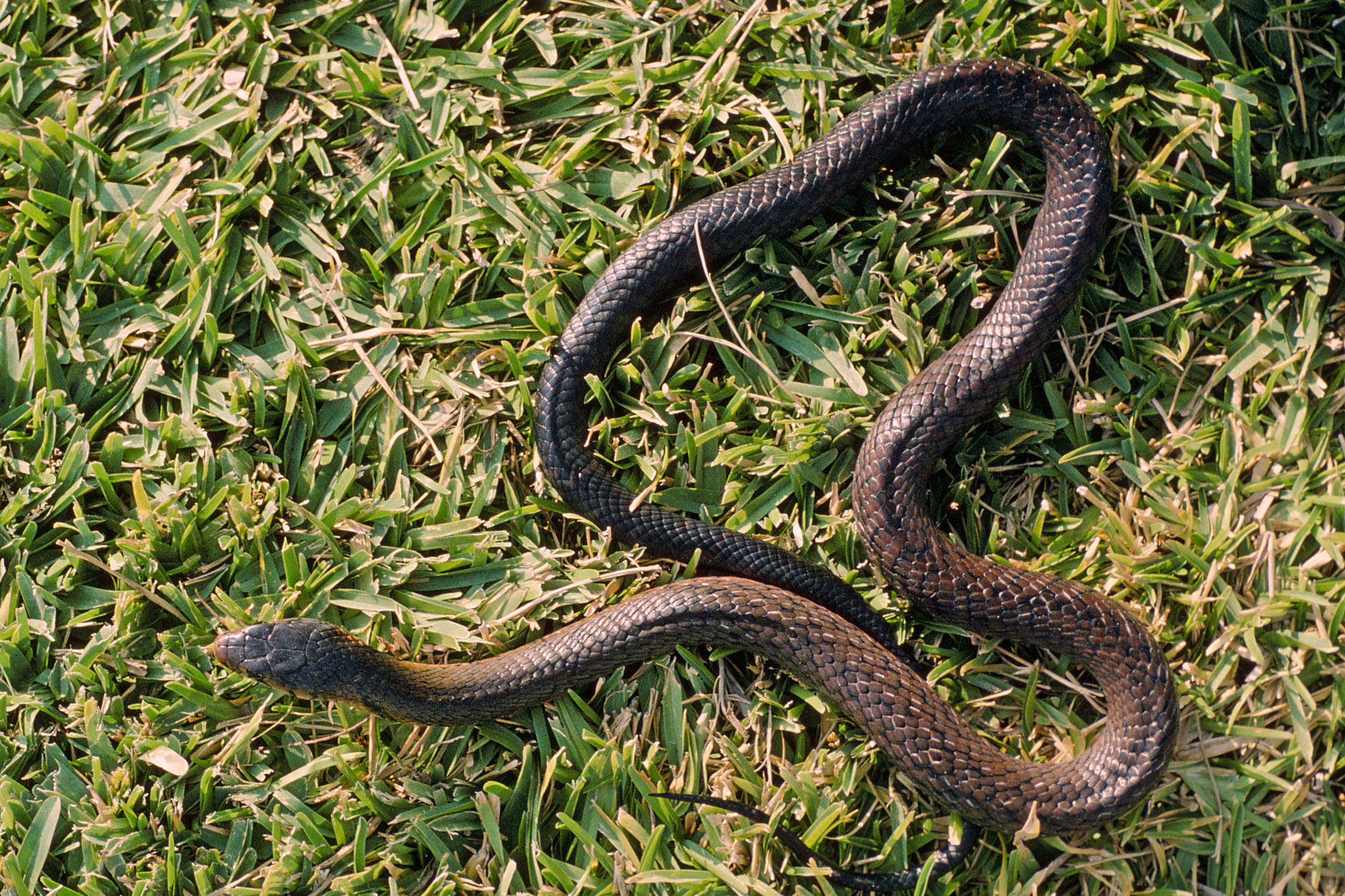 Central American Indigo Snake
