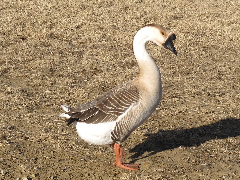 Chinese Goose