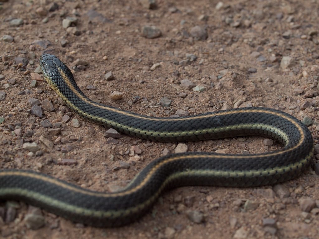 Common Garter Snake or Valley Garter Snake