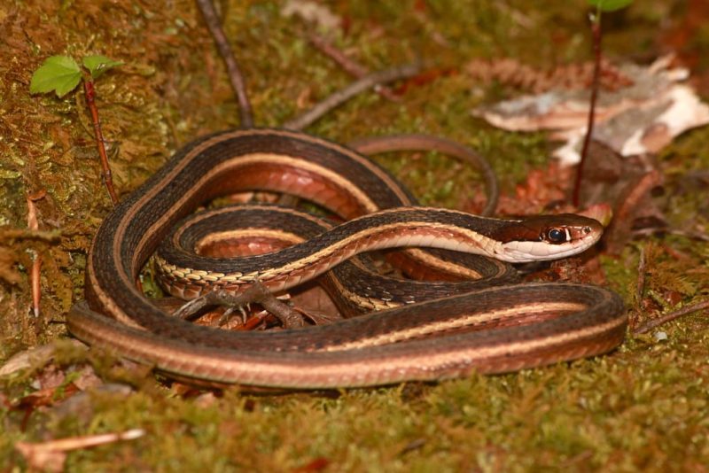 20 Different Types Of Snakes In Delaware