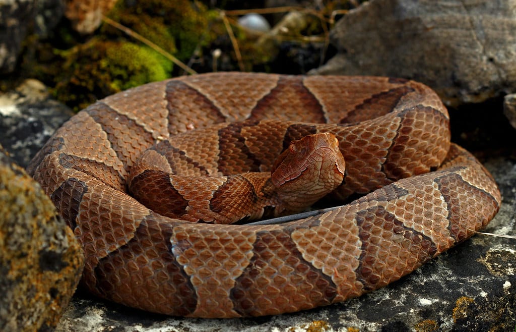 Copperhead