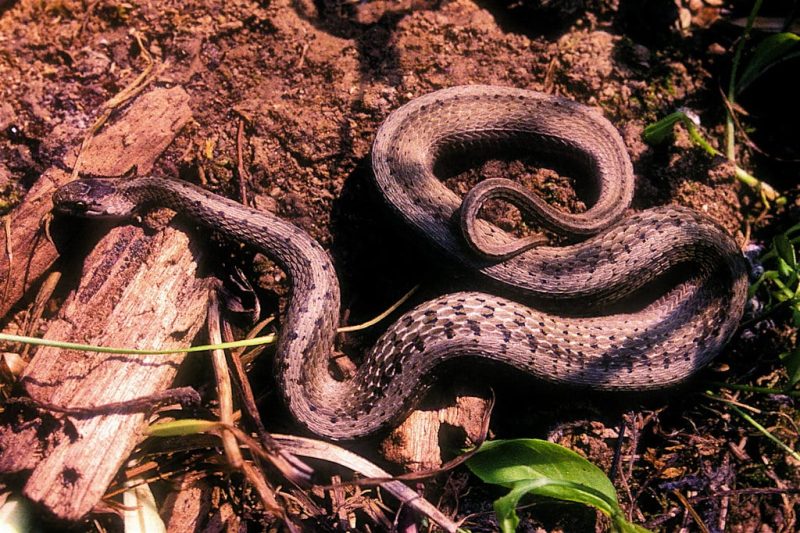 23 Different Types of Snakes in Mississippi