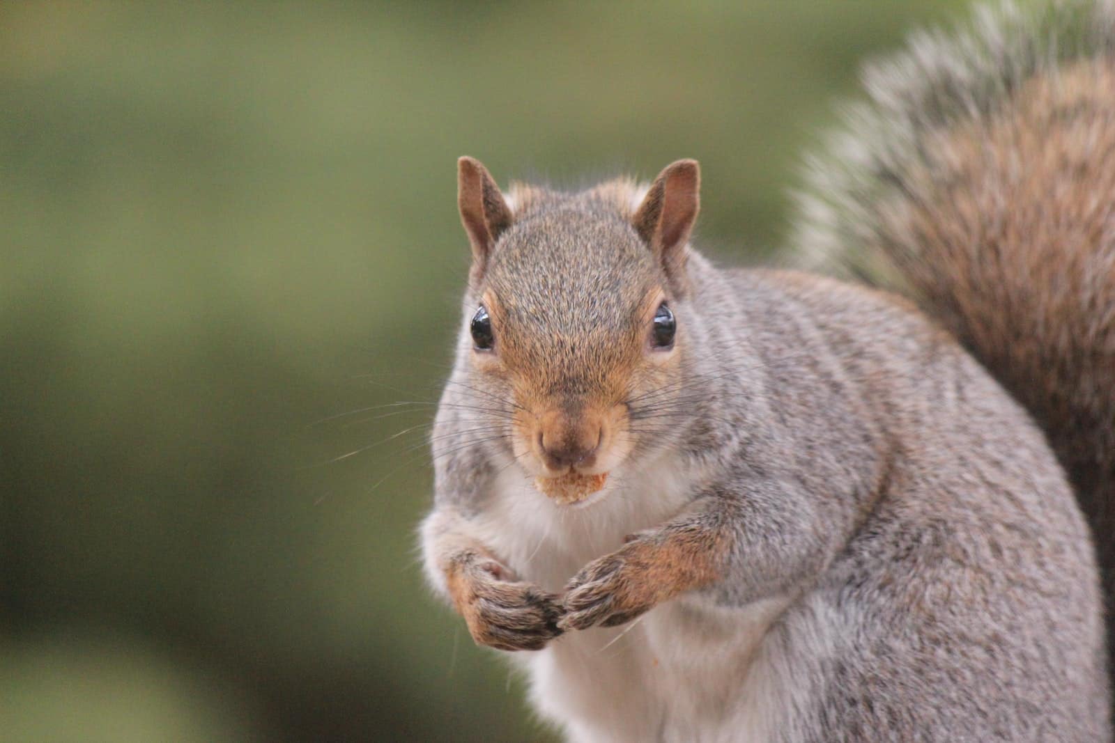 Different Types of Squirrels