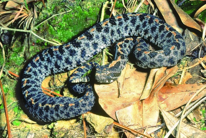 23 Different Types of Snakes in Mississippi