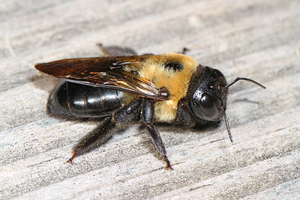 Eastern Carpenter Bees