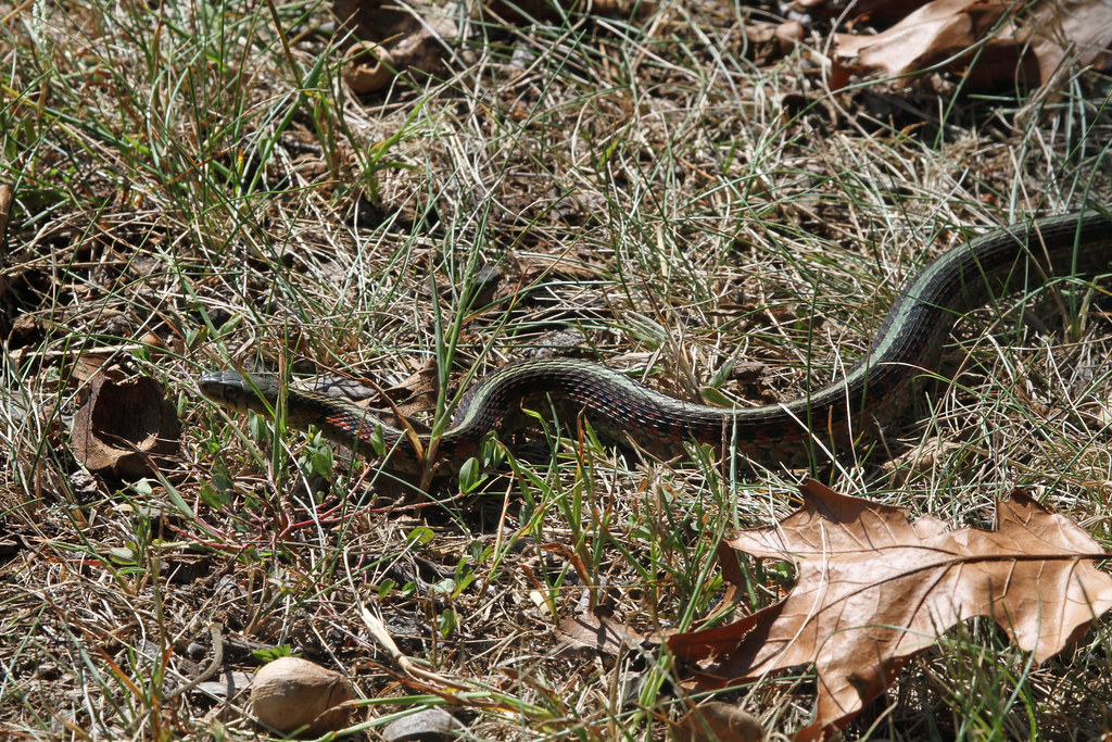 Eastern Garter Snake - types of snakes in connecticut