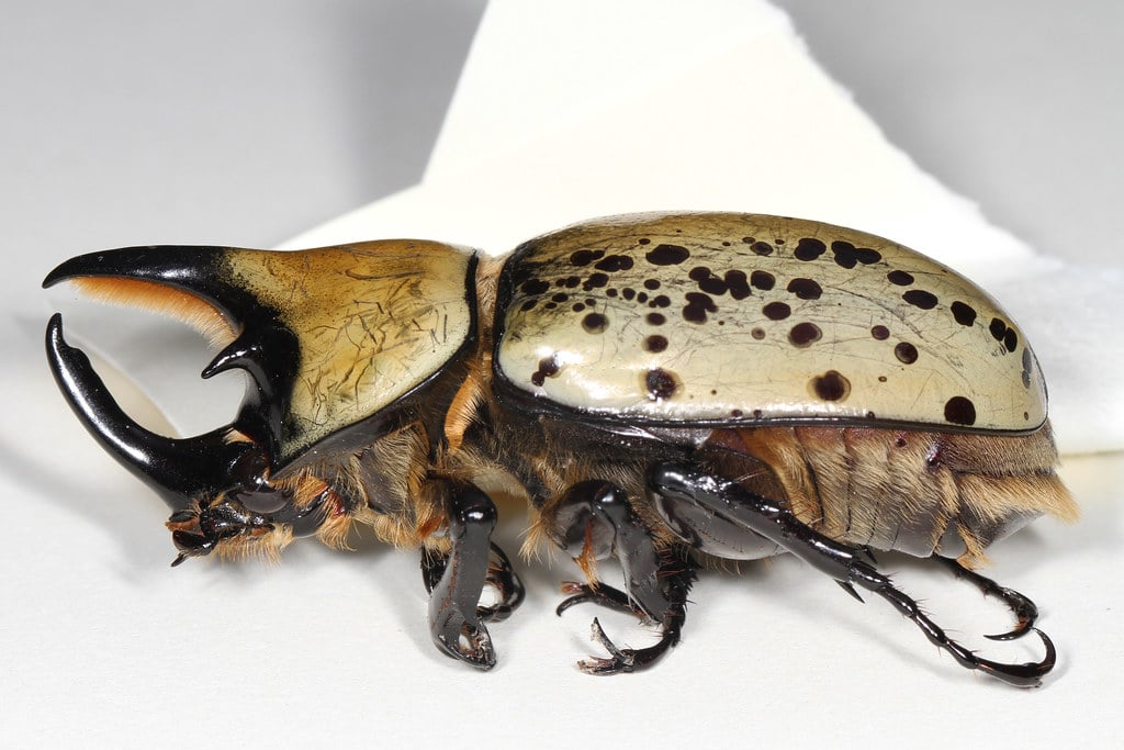 Eastern Hercules Beetle 