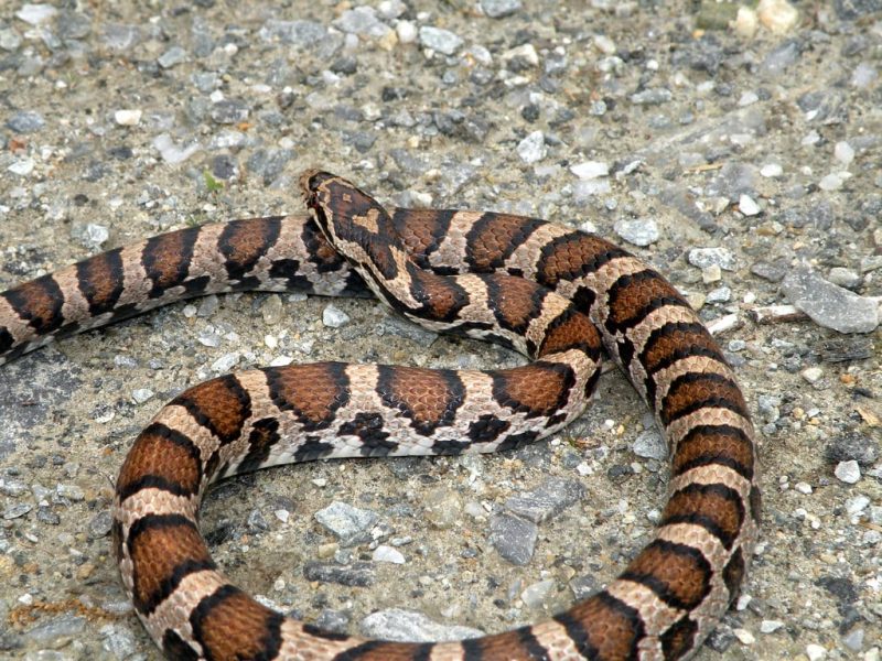 20 Different Types of Snakes in Delaware