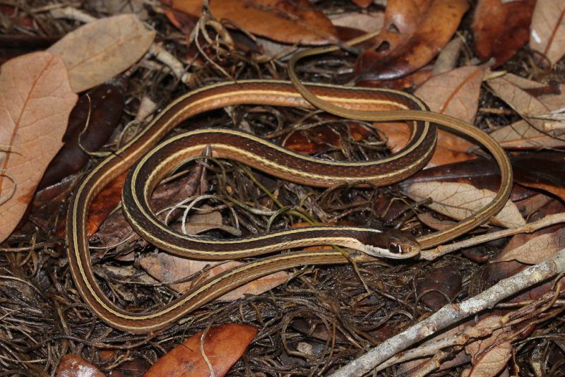 10 Popular Types of Snakes in Connecticut