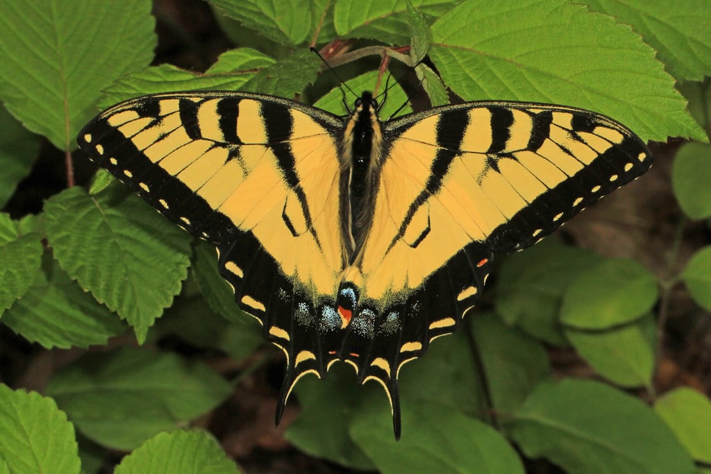 Eastern Tiger Swallowtails 