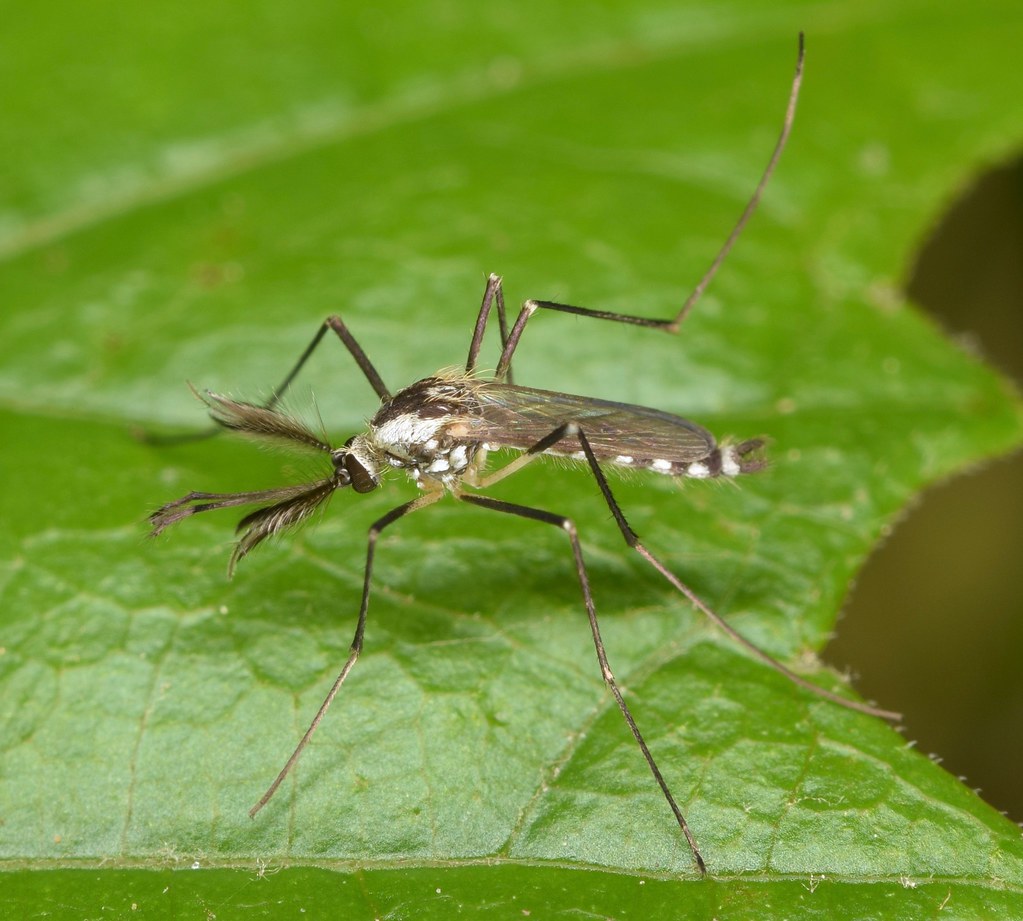 Eastern Treehole Mosquito
