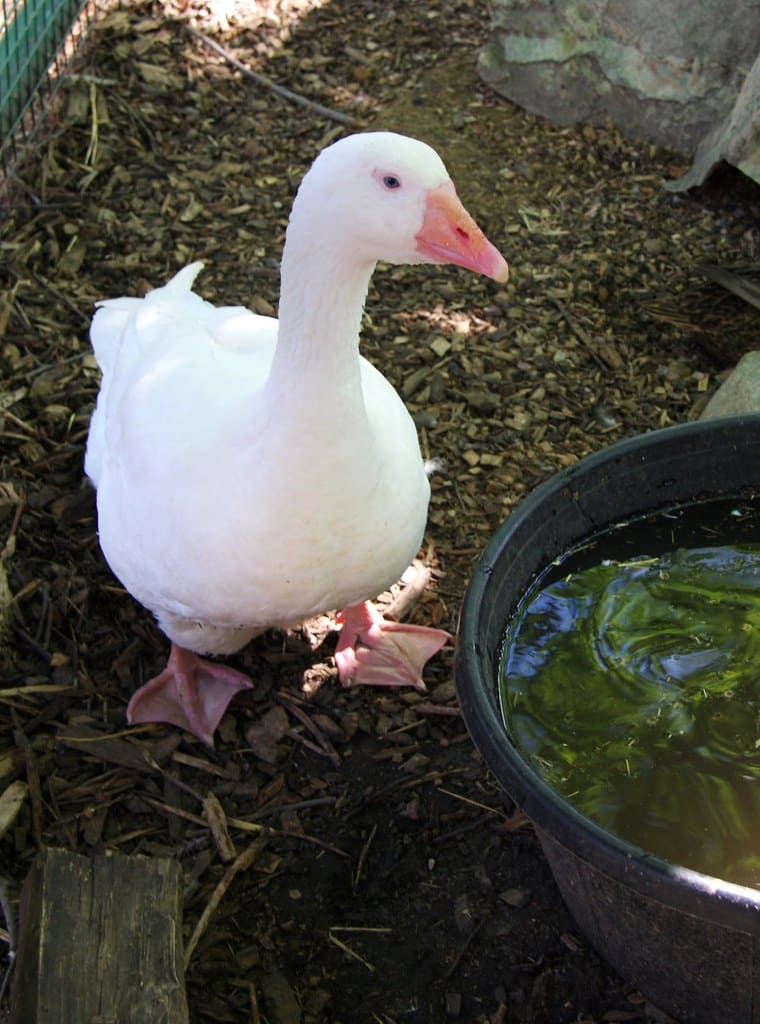 Embden Goose