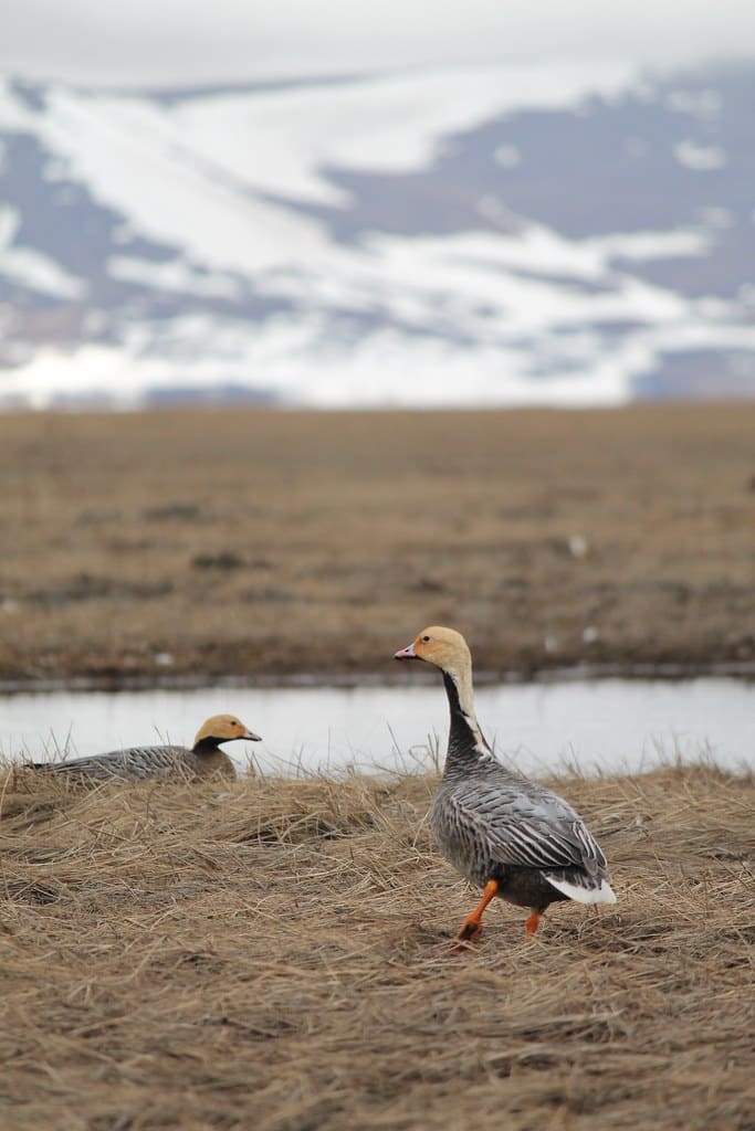 Emperor Goose