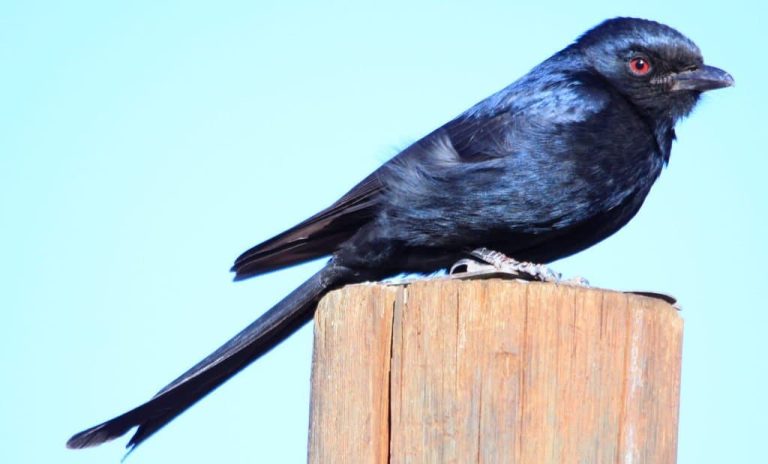 Smartest Birds: 17 Most Intelligent Birds (With Pictures)