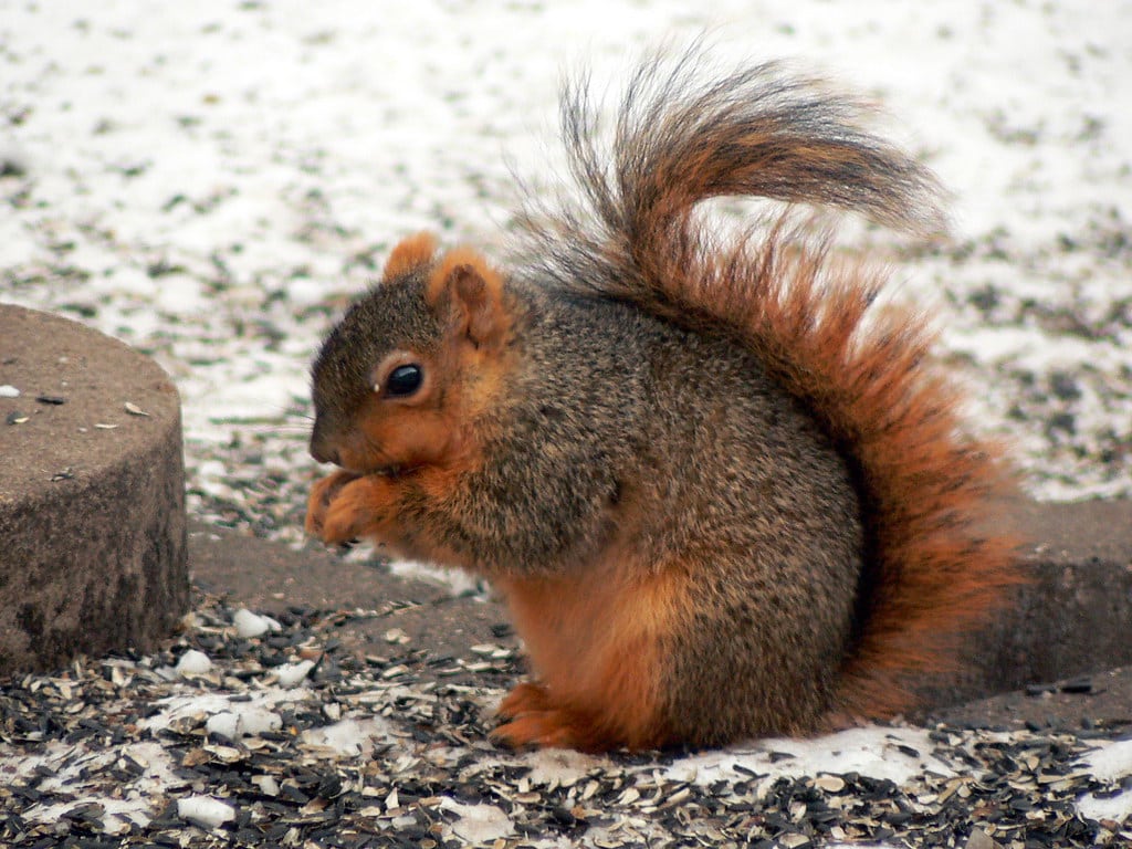 Fox Squirrel - Types of Squirrels in the US