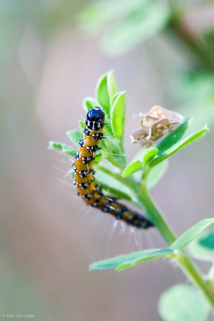 Genista Broom Moth Caterpillar