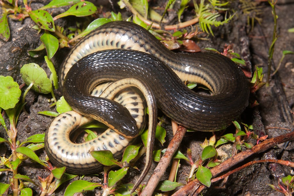 Glossy Swamp Snake