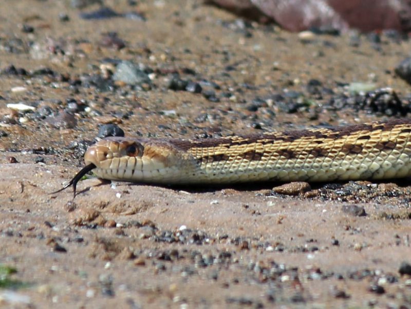 12 Types Of Snakes In Idaho (With Pictures)