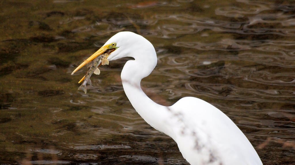 Great Egret - Birds With White Wings