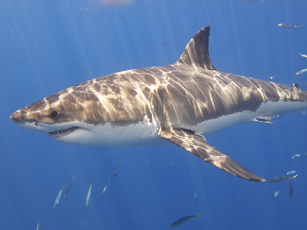 Great White Shark - Poisonous Animals in Australia 