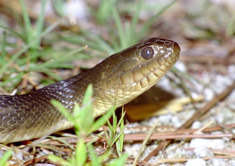 13 Different Types of Snakes in South Carolina