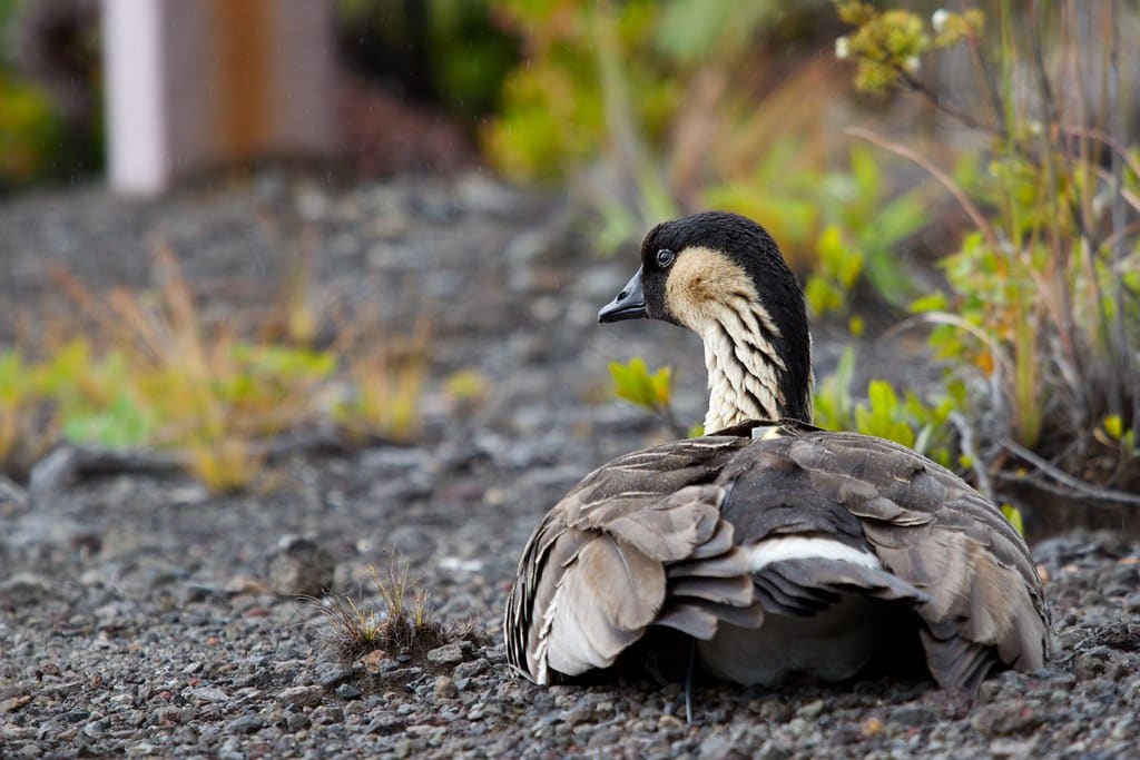 Hawaiian Goose