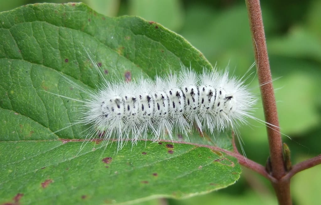 Hickory Tussock Moth Caterpillar - types of caterpillars in colorado