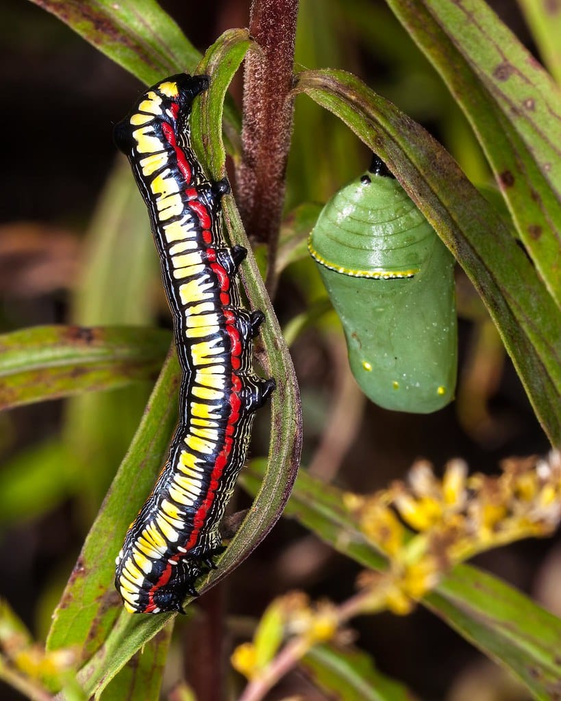 Hooded Owlet Moth Caterpillar