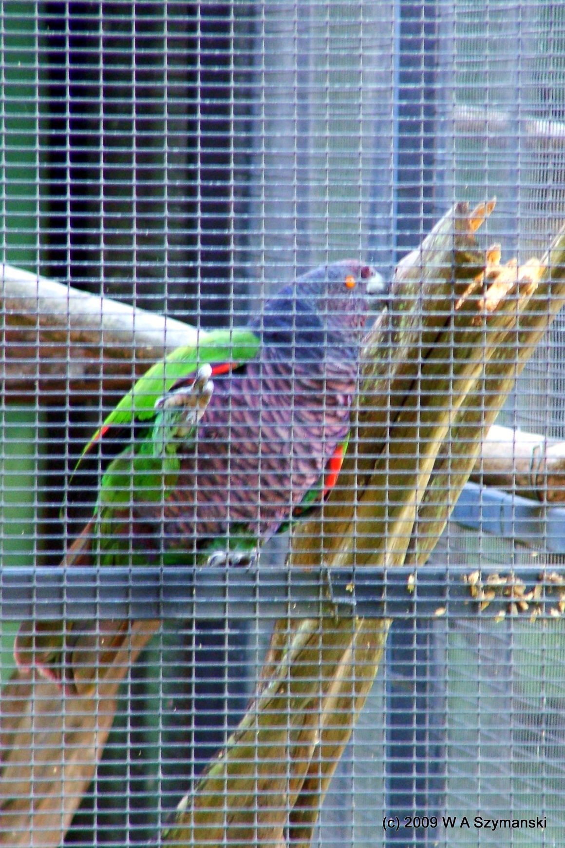 22 Different Types of Amazon Parrots (With Pictures)