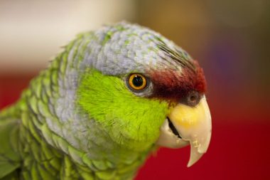 22 Different Types of Amazon Parrots (With Pictures)