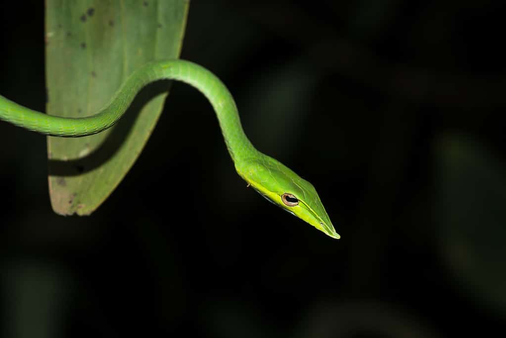 Long-nose Snake