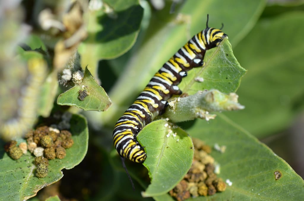 Monarch Butterfly Caterpillar - types of caterpillars in colorado