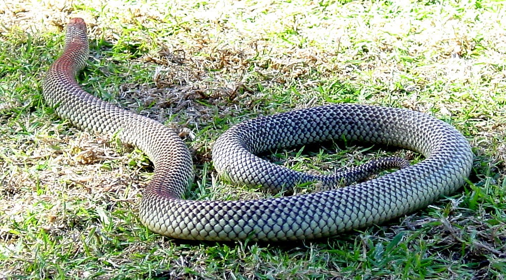 Mulga Snake 