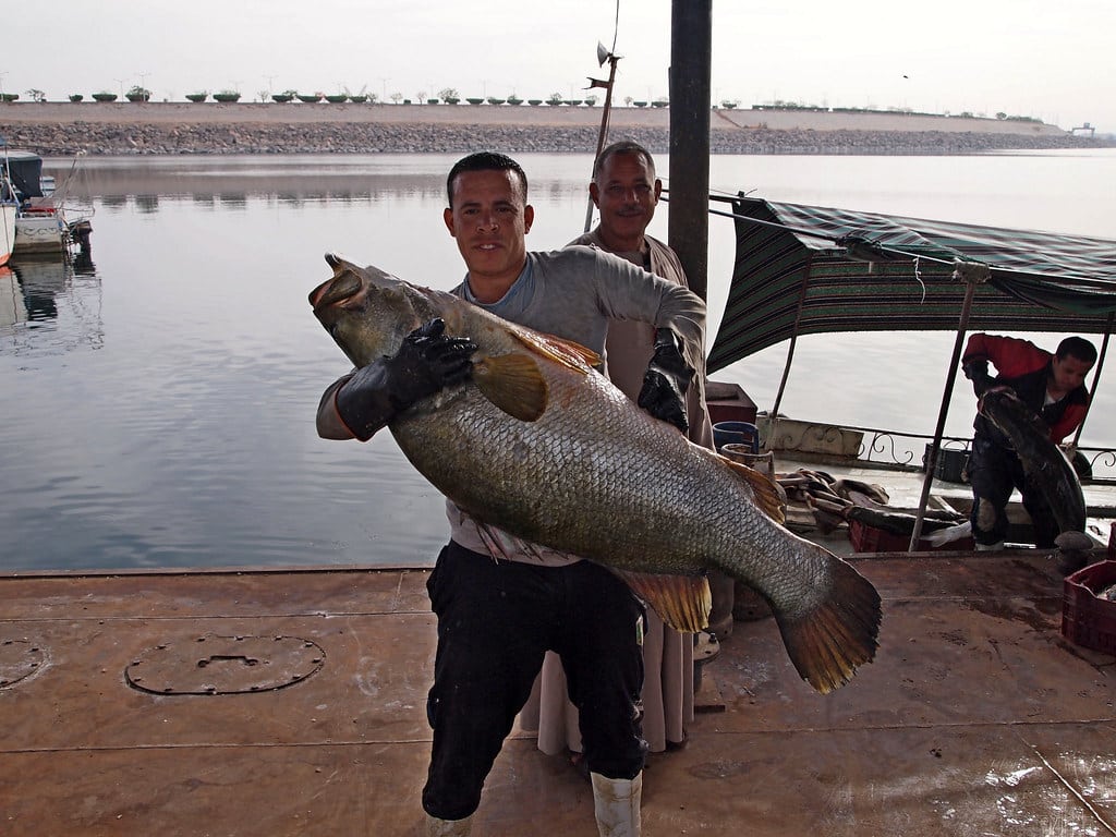 Nile Perch