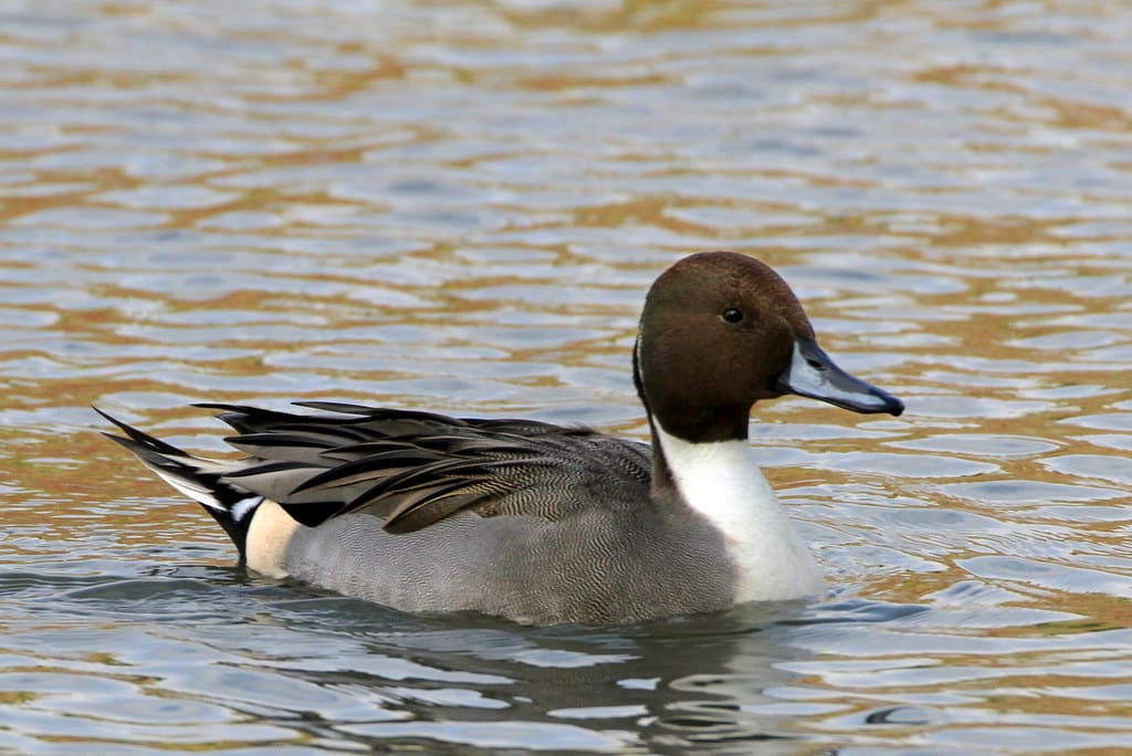 Northern Pintail