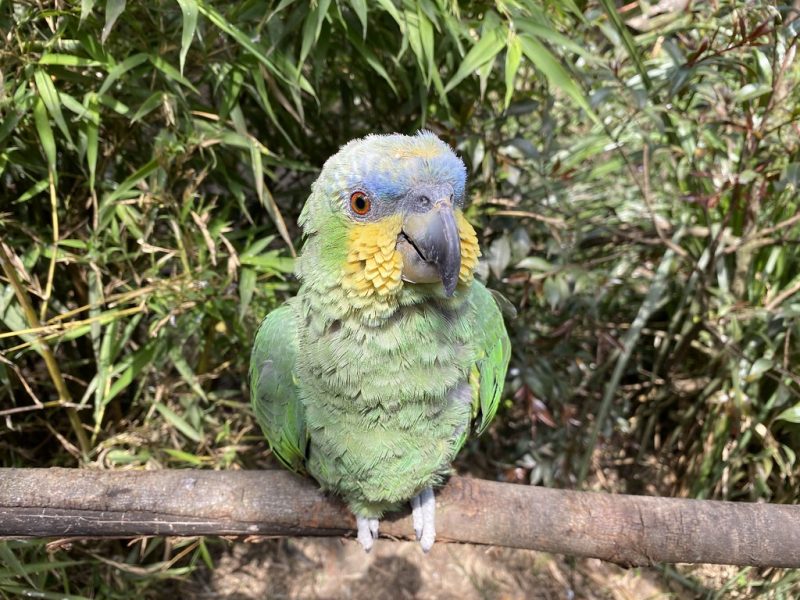 22 Different Types of Amazon Parrots (With Pictures)