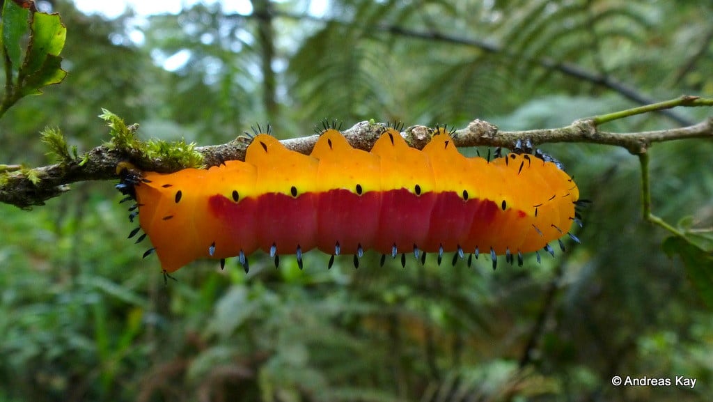 Owlet Moth Caterpillar