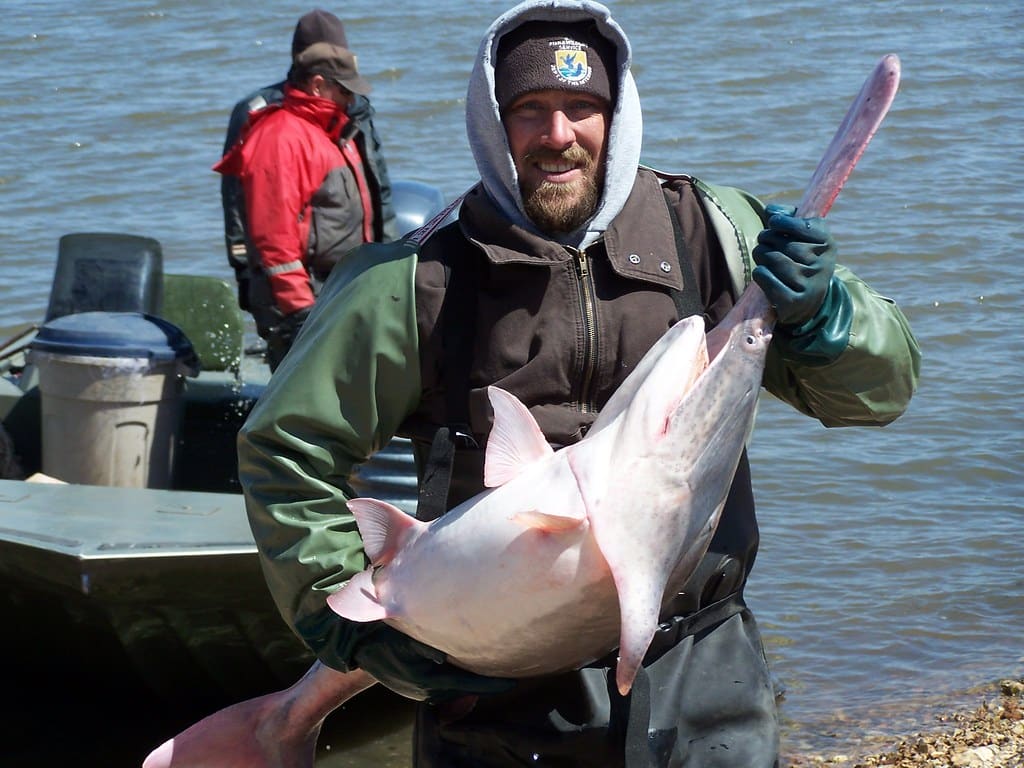 Paddlefish