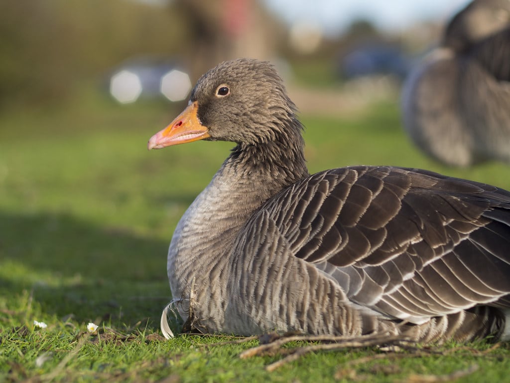 Pilgrim Goose