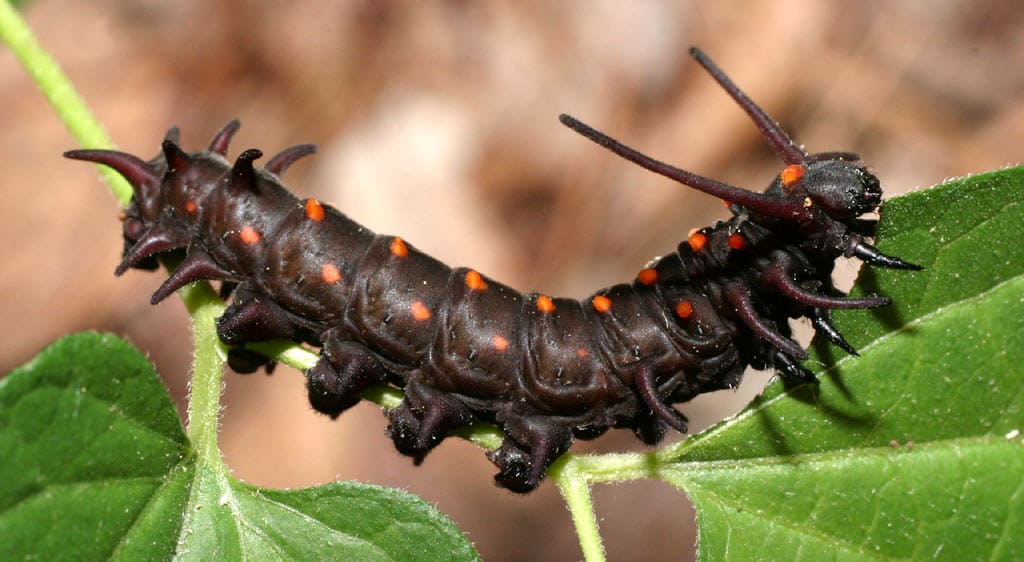 Pipevine Swallowtail Butterfly Caterpillar - types of caterpillars in colorado